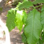 Bunchosia glandulifera Hoja