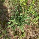 Solidago hispida Frunză