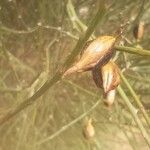 Retama monosperma Fruit