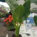 Alocasia macrorrhizos Листок