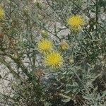 Centaurea sulphurea Flor