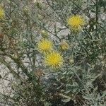 Centaurea sulphurea Fleur