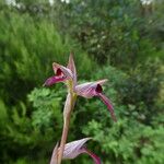 Serapias lingua Corteza