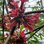 Brachychiton acerifolius Flor