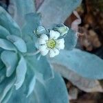 Sedum suaveolens Flower