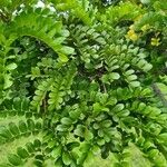 Caesalpinia echinata Hoja