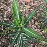 Euphorbia lathyris Liść