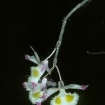 Dendrobium devonianum Flower