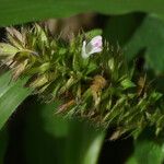 Lepidagathis alopecuroidea Flor