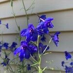 Delphinium patens Květ