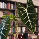 Alocasia micholitziana Leaf