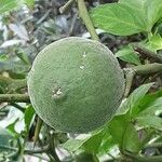 Citrus trifoliata Fruit