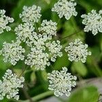 Chaerophyllum temulumFlower