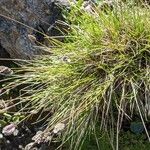 Oreochloa disticha Leaf