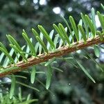 Abies homolepis Lapas