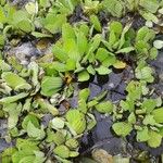 Pistia stratiotes Leaf