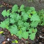 Solanum viarum Levél