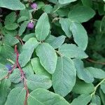 Vaccinium ovalifolium Leaf