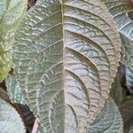 Chrysothemis pulchella Leaf