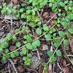 Gaultheria hispidula Leaf