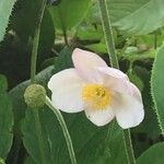 Anemone narcissiflora Flower