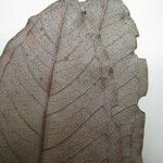 Eugenia cupulata Other