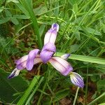 Iris graminea Flower