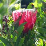 Protea repens Kvet