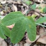 Passiflora subpeltata Blad