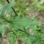 Cirsium texanum Fulla