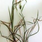 Carex intumescens Feuille