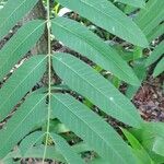 Cedrela fissilis Leaf