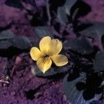 Viola purpurea Habit