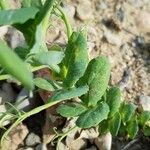 Lathyrus oleraceus Fuelha