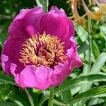 Paeonia officinalisFlower