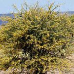 Acacia ehrenbergiana Leaf