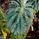 Euphorbia characias Φύλλο