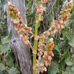 Rumex roseus Floare