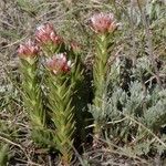 Rhodiola integrifolia Habitus