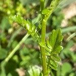 Barbarea intermedia Leaf