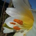 Lilium regale फूल