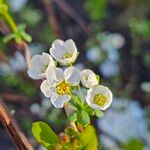 Spiraea hypericifolia 花