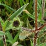 Aspilia mossambicensis Otro