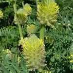Astragalus alopecurus 花