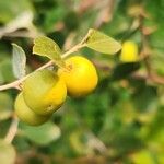 Ziziphus spina-christi Φρούτο