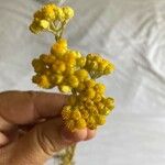 Helichrysum stoechas Blomst