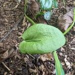 Ophioglossum reticulatum Frunză