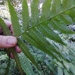 Diplazium dilatatum Leaf