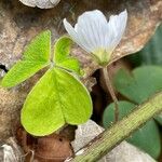 Oxalis acetosella Blad