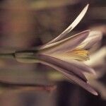 Brodiaea californica Kvet
